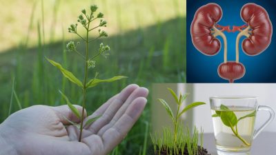 benefits-of-dandelion-leaf